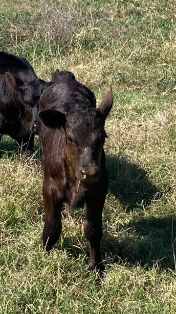 Roger the Baby Calf