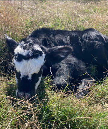 new baby calf