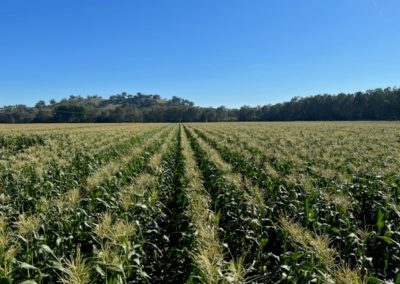 the corn field